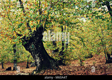 Chestnut forest in autumn - Aracena Stock Photo