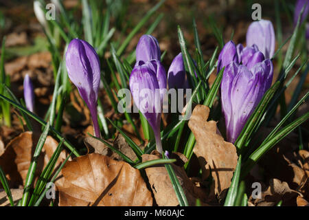 First spring flowers, late February, Kelso old churchyard Scottish Borders - crocus sativus. Stock Photo