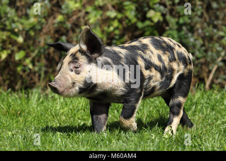 Domestic Pig, Turopolje x ?. Piglet (5 weeks old) walking in grass. Germany Stock Photo