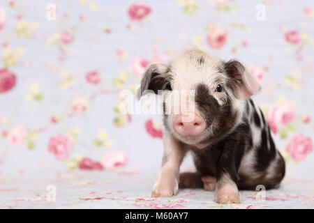 Domestic Pig, Turopolje x ?. Piglet (1 week old) sitting. Studio picture against a blue background with rose flower print. Germany Stock Photo