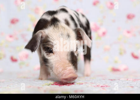 Domestic Pig, Turopolje x ?. Piglet (1 week old) standing. Studio picture against a blue background with rose flower print. Germany Stock Photo