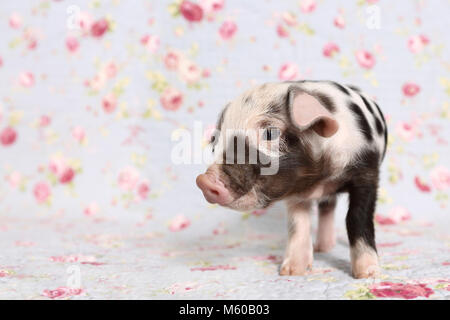 Domestic Pig, Turopolje x ?. Piglet (1 week old) standing. Studio picture against a blue background with rose flower print. Germany Stock Photo