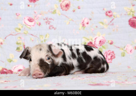 Domestic Pig, Turopolje x ?. Piglet (1 week old) lying. Studio picture against a blue background with rose flower print. Germany Stock Photo