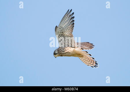 Common Kestrel (Falco tinnunculus) in flight, hovering. Germany Stock Photo