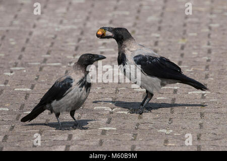 Hooded Crow (Corvus corone cornix, Corvus cornix). Two juveniles, one of them with a walnut in its bill. Germany Stock Photo