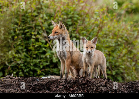 Red Fox (Vulpes vulpes). Mother with kit. Berlin, Germany Stock Photo