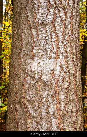 Douglas Fir (Pseudotsuga menziesii, Pseudotsuga douglasii). Close-up of bark. Germany. Stock Photo