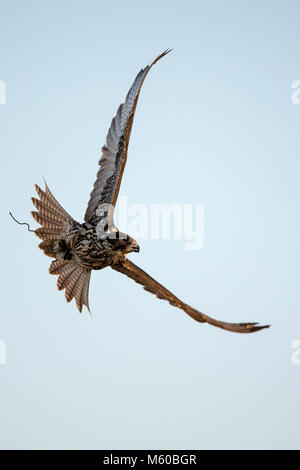 Saker Falcon (Falco cherrug). Trained falcon in flight. Abu Dhabi Stock Photo