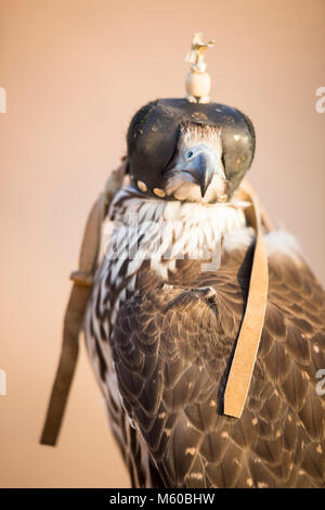 Saker Falcon (Falco cherrug). Portrait of trained bird with hood. Abu Dhabi Stock Photo