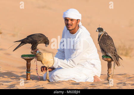 Saker Falcon (Falco cherrug). Falconer caring for trained birds on their blocks in the desert. Abu Dhabi Stock Photo