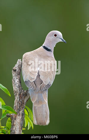 Eurasian Collared Dove (Streptopelia decaocto). Adult perched on broken-off branch. Austria Stock Photo