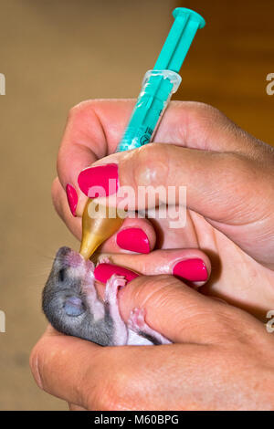 Edible Dormouse (Glis glis, 3 weeks old). Orphaned baby being fed by hand. Austria Stock Photo
