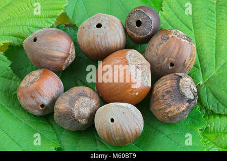 Hazelnuts (Corylus avellana) with holes caused by a Nut Weevil (Curculio nucum). Austria Stock Photo