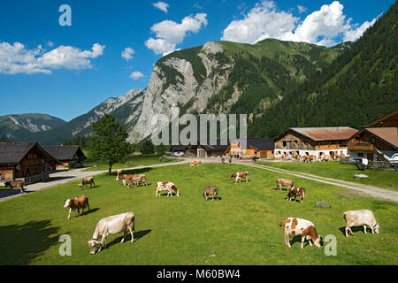 Domestic Cattle. Cows grazing on mountain pasture in the Karwendel Mountains, Tyrol, Austria Stock Photo