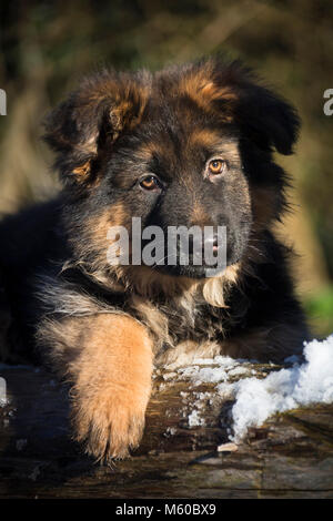 German Shepherd. Long-haired puppy lying on snowy log. Germany Stock Photo