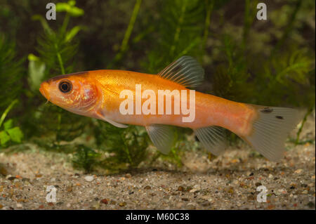 Golden Tench (Tinca tinca). Adult swimming near bottom. Germany Stock Photo