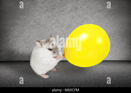 hamster puffs up a yellow ball, the concept of a holiday, on a gray background Stock Photo