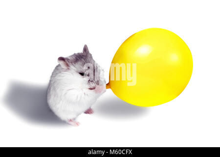 hamster puffs up a yellow bead, concept of a holiday, on a white background Stock Photo