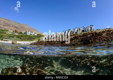 Jackass Penguin, African Penguin (Spheniscus demersus). Group standing on the shore, splitlevel picture. Simons Town, False Bay, Boulders Beach, South Africa Stock Photo