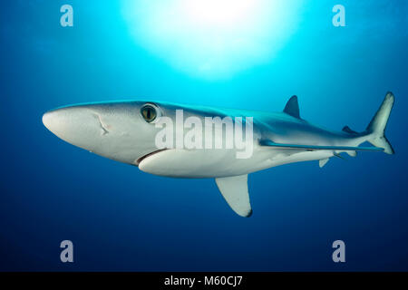 Blue Shark (Prionace glauca). Adult under water. Cape of Good Hope, South Africa, offshore in the Atlantic Stock Photo