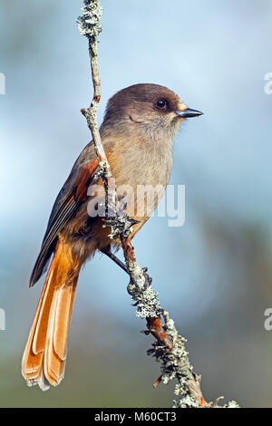 Siberian Jay (Perisoreus infaustus) perched on lichen-covered twig. Sweden Stock Photo