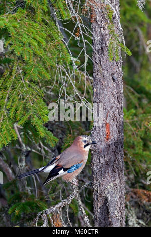 Eurasian Jay (Garrulus glandarius). Adult perched in a fir. Sweden Stock Photo