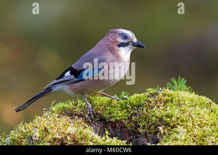 Eurasian Jay (Garrulus glandarius). Adult standing on moss. Sweden Stock Photo
