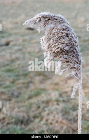 Phragmites australis. Common reed covered in frost in the english countryside. Oxfordshire, UK Stock Photo