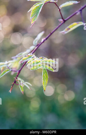 Rubus thibetanus. Ghost bramble plants leaves in winter. UK Stock Photo