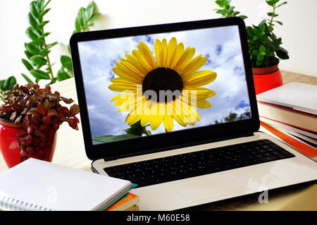 Laptop screen with a vivid image of sunflowers on screen Stock Photo