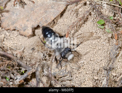 Ashy Mining Bee (Andrena cineraria) Male, Andrenidae. Sussex, UK Stock Photo