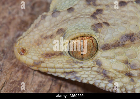 Vertical Pupil of Bibrons Thick toed Gecko (Pachydactylus bibroni / turneri) formerly Chondrodactylus Stock Photo