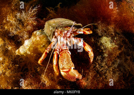 Common Hermit Crab, North Atlantic Ocean, Iceland Stock Photo