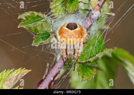 Gorse Orbweaver (Agalenatea redii) Female Orb Spider in retreat, Rarest form ZETA. Sussex, UK Stock Photo