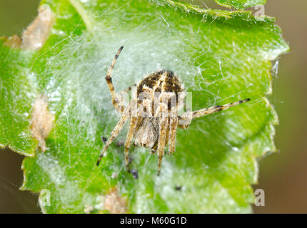 Gorse Orbweaver (Agalenatea redii) Female Orb Spider, Normal form. Sussex, UK Stock Photo