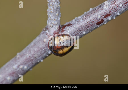 Nut Scale Insect ( Eulecanium tiliae ) attended by Wood Ant. Sussex, UK ...