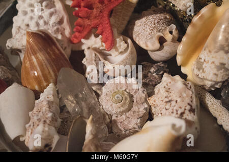 sea shells on white background Stock Photo