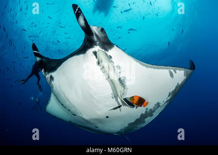 Giant Manta Ray at Cleaning Station, Manta birostris, San Benedicto Island, Revillagigedo Islands, Mexico Stock Photo