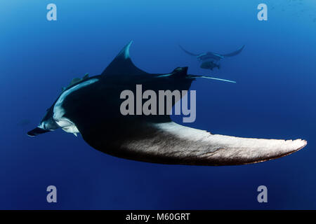 Giant Manta Ray, Manta birostris, San Benedicto Island, Revillagigedo Islands, Mexico Stock Photo