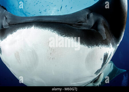 Giant Manta Ray, Manta birostris, San Benedicto Island, Revillagigedo Islands, Mexico Stock Photo