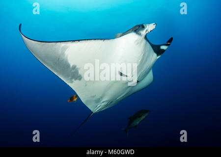 Giant Manta Ray at Cleaning Station, Manta birostris, San Benedicto Island, Revillagigedo Islands, Mexico Stock Photo