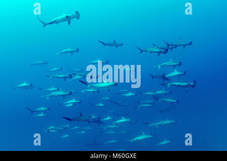 Shoal of Scalloped Hammerhead Shark, Sphyrna lewini, Roca Partida, Revillagigedo Islands, Mexico Stock Photo
