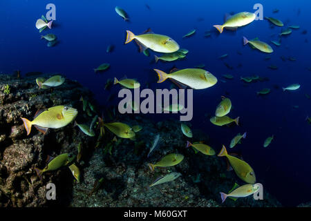 Shoal of Redtail Triggerfish, Xanthichthys mento, San Benedicto Island, Revillagigedo Islands, Mexico Stock Photo