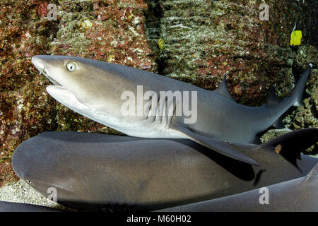 Whitetip Reef Shark resting in Cave, Triaenodon obesus, Roca Partida, Revillagigedo Islands, Mexico Stock Photo