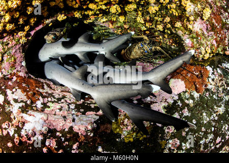 Whitetip Reef Shark resting in Cave, Triaenodon obesus, Roca Partida, Revillagigedo Islands, Mexico Stock Photo