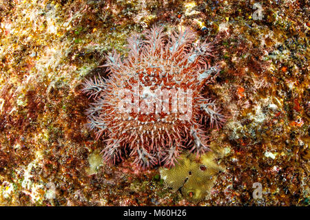 Crown-of-Thorns Starfish on Coral Reef, Acanthaster planci, Socorro Island, Revillagigedo Islands, Mexico Stock Photo
