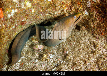 Panamic Green Moray Eel, Gymnothorax castaneus, Socorro Island, Revillagigedo Islands, Mexico Stock Photo