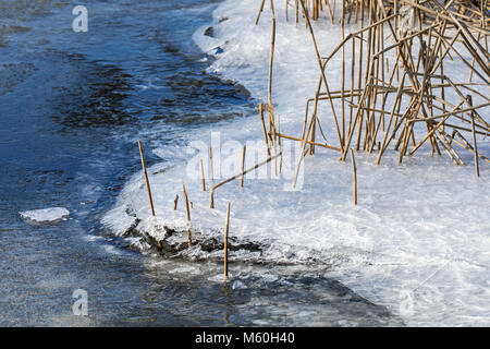 Reed stems along pond / lake / stream trapped in broken natural ice sheet due to lowering of water level in winter Stock Photo