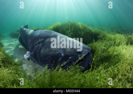 Wels Catfish, Silurus glanis, Lake Neuchatel, Switzerland Stock Photo