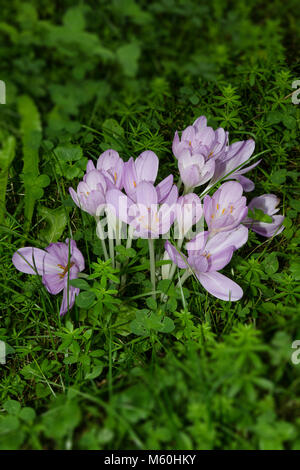 Colchicum Autumnale Fall-time-less perennial flower bulb blossom September purple violet white garden plant Stock Photo